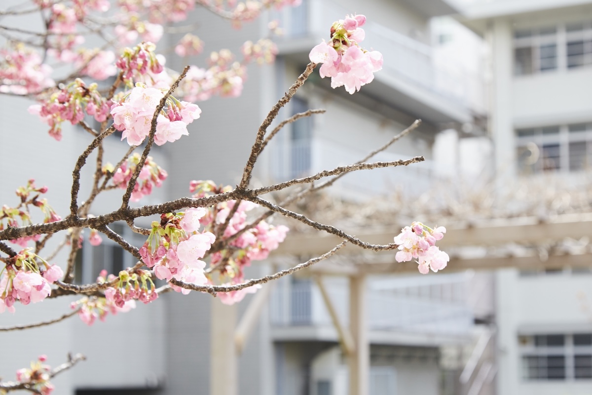 校舎と桜